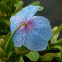 Meconopsis 'P. C. Abildgaard'